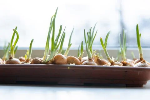 Green young onion planted in a container in sunlight on a windowsill. Fresh Stock Photos