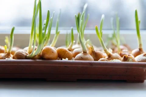Green young onion planted in a container in sunlight on a windowsill. Fresh Stock Photos