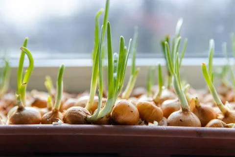 Green young onion planted in a container in sunlight on a windowsill. Fresh Stock Photos