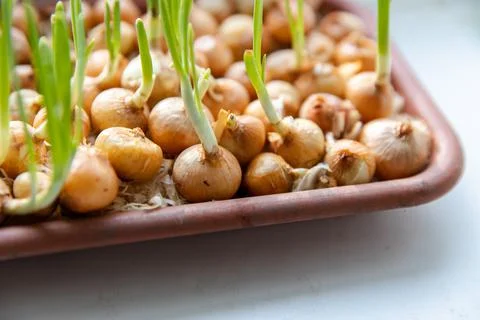 Green young onion planted in a container in sunlight on a windowsill. Fresh Stock Photos