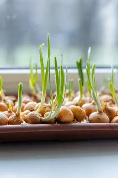 Green young onion planted in a container in sunlight on a windowsill. Fresh Stock Photos