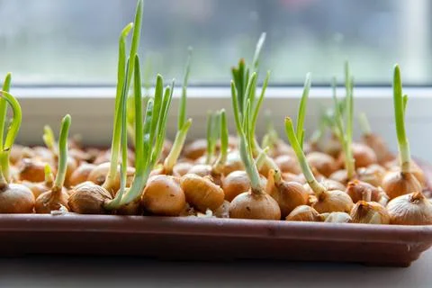 Green young onion planted in a container in sunlight on a windowsill. Fresh Foto stock