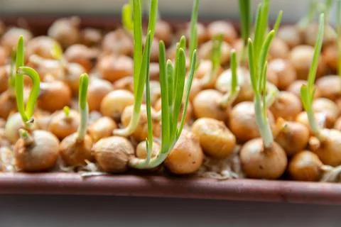 Green young onion planted in a container in sunlight on a windowsill. Fresh Foto stock