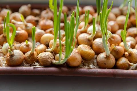 Green young onion planted in a container in sunlight on a windowsill. Fresh Stock Photos