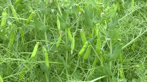 Green young pea and pea pods. Healthy food. Stock-Footage 229160392