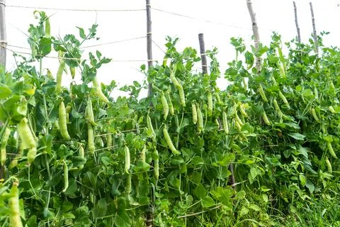 Green young peas growing in a greenhouse - fresh healthy organic food Stock Photos