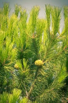Green young pine brunch Stock Photos
