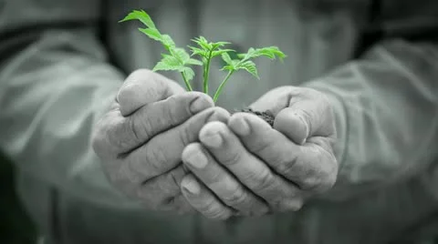Green young plant Stock Footage 20482063