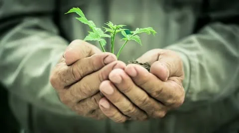 Green young plant Stock Footage 20486760