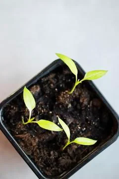 Green young plant in the soil. Stock Photos