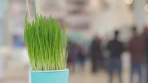 Green Young Plants in the Office Stock Footage 72670132