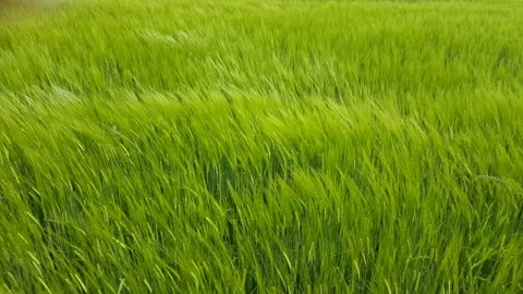 Green young plants of wheat Stock Footage 165472548