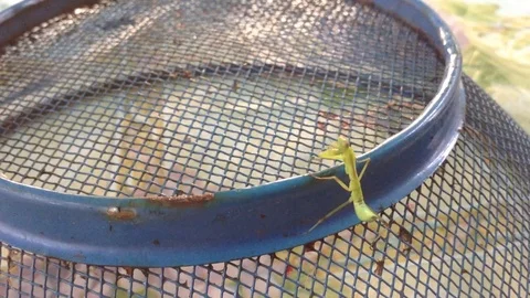 Green young praying mantis on a blue colander Stock Footage 70580643
