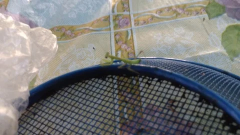 Green young praying mantis on a blue colander Stock Footage 70581332