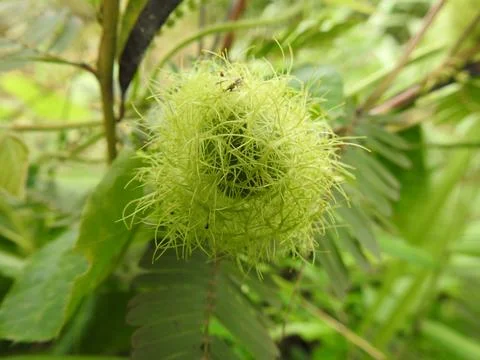 Green young raspberry fruit Stock Photos