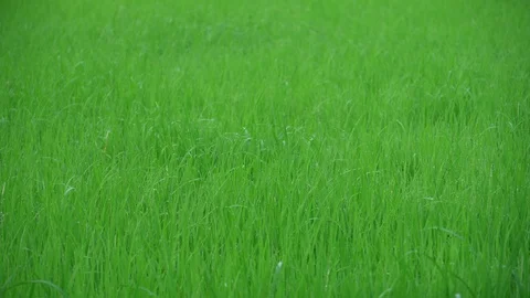 Green young rice field texture with the wind blowing Video stock 118034889