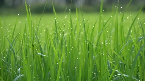 Green young rice field texture, Drops of water on the grass Video stock 118035138