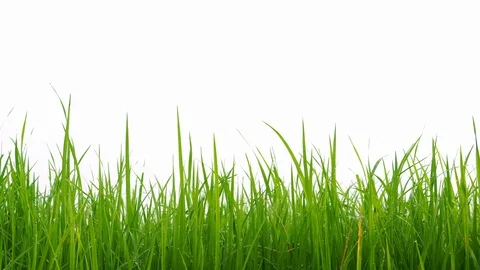 Green young rice field texture with the wind blowing Video stock 118035225