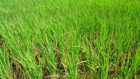 Green young rice field texture with the wind blowing, Green rice plants growing. Stock Footage 123694290