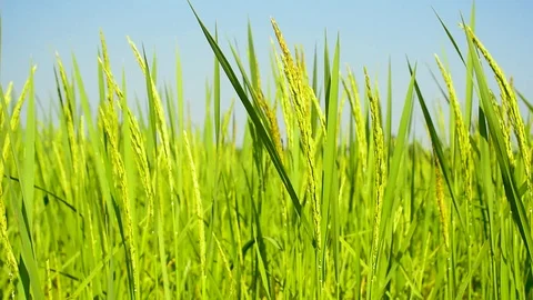 Green young rice field texture with the wind blowing, Green rice plants Stock Footage 123694502