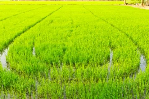 Green young rice Stock Photos