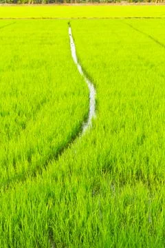 Green young rice Stock Photos