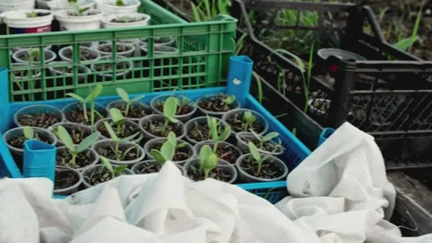 Green young seedlings in plastic cups inside plastic crates outdoors. Sprou.. Stock Footage 338298679