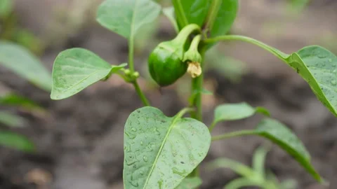 Green young small bell pepper on a bush in a garden Video stock 133353285