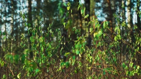 Green young sparse leaves on bare bushes in the middle of snowless winter Stock-Footage 146079226