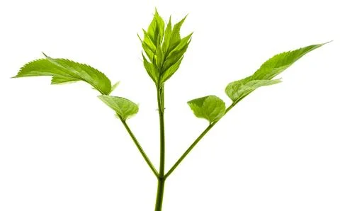 Green young spring leaf isolated.  elderberry leaves. Spring greens.Fresh lea Stock Photos