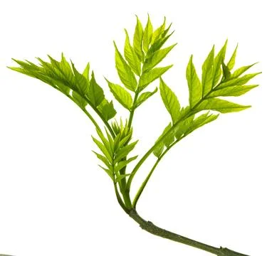 Green young spring leaf isolated.  elderberry leaves. Spring greens.Fresh lea Stock-Fotos