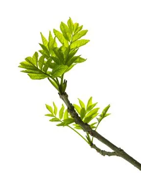 Green young spring leaf isolated.  elderberry leaves. Spring greens.Fresh lea 스톡 사진