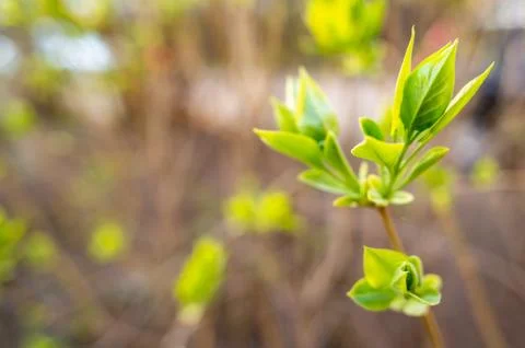 Green young spring leaf Stock Photos