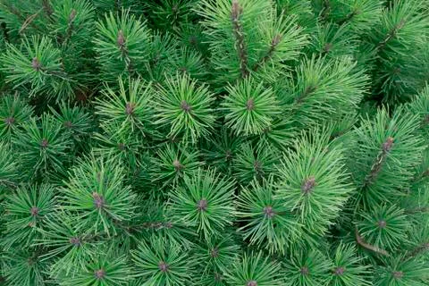 Green young spruce Foto stock