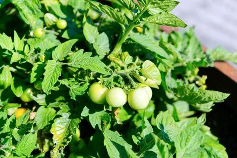 Green young tomatoes on bench. Stock Photos