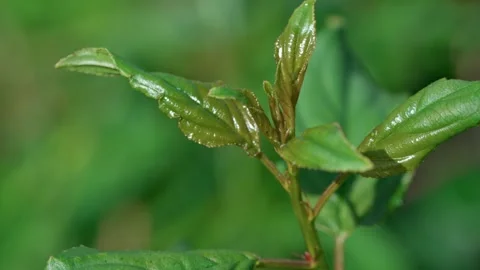A green young tree Stockbeeldmateriaal 321133077
