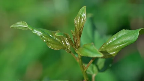 A green young tree Stock Footage 321133129