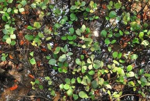 Green young tree Stock Photos