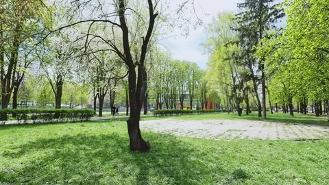 Green young trees in a blooming public park in spring. Freshness, aroma, petals Stock Footage 277985753