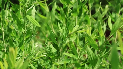 Green young twigs in a grass field sway in the wind in the sunlight Stock Footage 295660022
