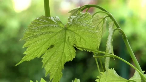 Green Young Vine Grape Leaf of A Vineyard in springtime Stock Footage 139657368