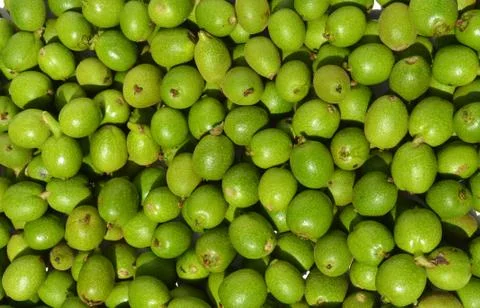 Green young walnuts Stock Photos