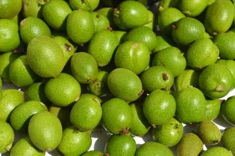 Green young walnuts Stock Photos