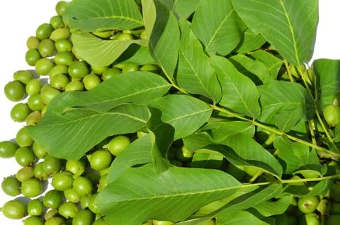 Green young walnuts Stock Photos