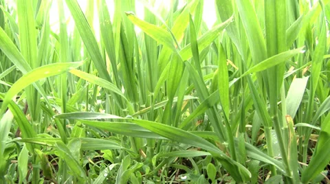 Green young wheat close up Vidéo 36790243
