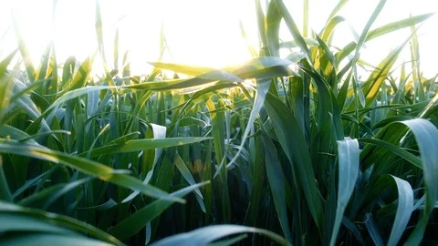 Green young wheat field Stock Footage 112753766