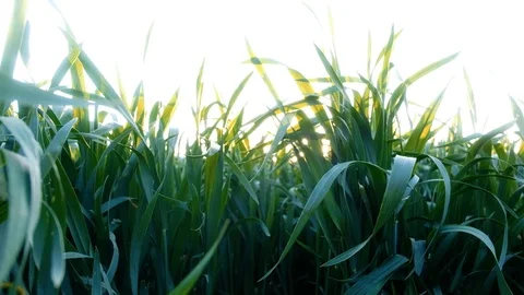 Green young wheat field Stock Footage 112753854