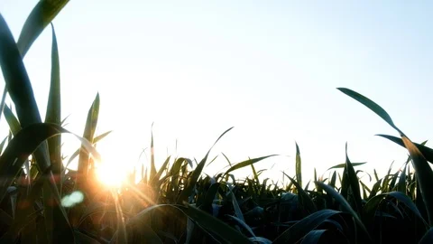 Green young wheat field Stock Footage 112754026