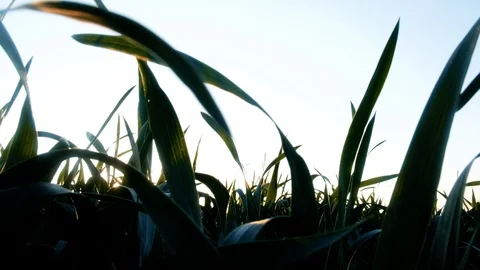 Green young wheat field Stock Footage 112754132