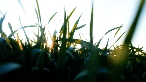 Green young wheat field Stock Footage 112754300